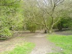 Picture for song 'In the Woods' by artist 'Heather Enid Wells'