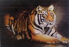 Picture for song 'Jungle Fantasy' by artist 'Hipster'