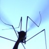 Picture for song 'The Praying Mosquito' by artist 'Holy'