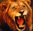 Picture for song 'IMA BEAST' by artist 'HOT BEATS NOW'
