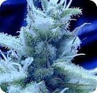 Picture for song 'Honey Dutch' by artist 'HuRiKaNeZ'