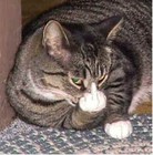 Picture for song 'No es nada facil ser tan tonto' by artist 'Jaume Areste'