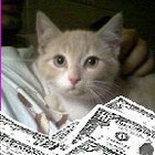 Picture for song 'stunin like my daddy kitty remix' by artist 'JAY PIFF'