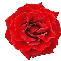 Picture for song 'Doost' by artist 'Jazmahalis'