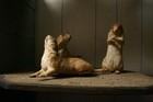 Picture for song 'Jackrabbits' by artist 'Jig Saw'