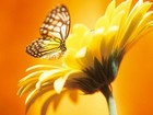 Picture for song 'Dream Medley' by artist 'John Boda'