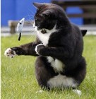 Picture for song 'Cats- Calvin Stewart' by artist 'JoiceMarie'