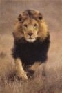 Picture for song 'Organ: In the Lion's Mouth' by artist 'KE Peace (USA)'