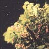 Picture for song 'trees and stars' by artist 'koanotic'