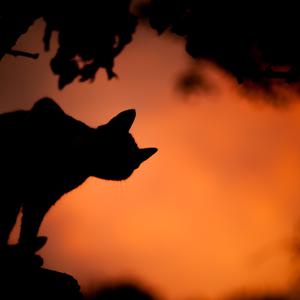 Picture for song 'Halloween (Background song for kids and animations' by artist 'KostaDescent'