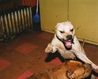 Picture for song '2 DOGS CAGED (KR-38-IV FT CHI DIRTY)' by artist 'kraker'