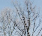 Picture for song 'Christmas Sky' by artist 'Larry Ludwick'