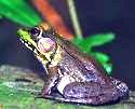 Picture for song 'The Frog Pond' by artist 'Larry Ludwick'