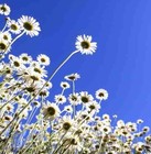 Picture for song 'Swampland (w/ bingefeller)' by artist 'littlegreenman'