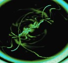 Picture for song 'Joel's Song' by artist 'Loren'