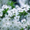 Picture for song 'April´s blossoms' by artist 'love1008'