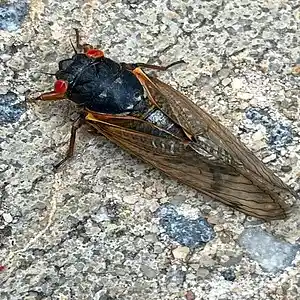 Picture for song 'Gozillian Cicadas 2024' by artist 'mark alan skinner'