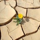 Picture for song 'I Survive ::FREE DL::' by artist 'Masterpiece Music'