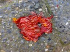 Picture for song 'You broke my heart' by artist 'MC Wisecrack'
