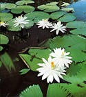 Picture for song 'Lilypads' by artist 'milos'