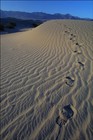 Picture for song 'Minds - Footsteps'll Remain (the Barn)' by artist 'Minds (of a Gemini)'