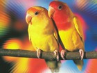 Picture for song 'Love Birds (MoeDProductions)' by artist 'Moe D'