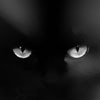 Picture for song 'Insomnia' by artist 'Moogibaer'