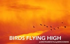 Picture for song 'Birds Flying High' by artist 'Mr.Kooman'