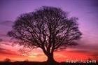 Picture for song 'Mr M.J. Seedzz-Lyk Treezz' by artist 'Mr M.J. Seedzz'