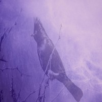 Picture for song 'Birds *SOLD*' by artist 'Nick Vanelli'