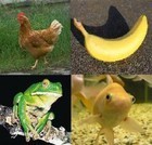 Picture for song 'Chicken Banana Frog' by artist 'Nomeus Music'