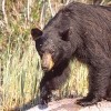 Picture for song 'Black Bear Soup' by artist 'Norm Hacker Band'
