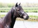 Picture for song 'Black Horse Rock' by artist 'owen guitarist'