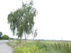 Picture for song 'Rapture' by artist 'Pantograph'