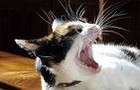 Picture for song 'Fierce Cat' by artist 'peter thorn'