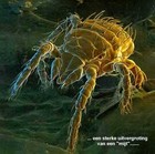 Picture for song 'outnumbered in uncountable ways' by artist 'pieter nodeca'