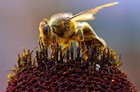 Picture for song 'Honey Come' by artist 'pi-pol'