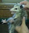 Picture for song 'Half Animal Feat. Versify' by artist 'Poethical'