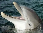 Picture for song 'Jammin' With the Dolphins' by artist 'PolyAxis'