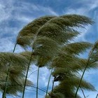 Picture for song 'Vent' by artist 'P-Scat Beats'