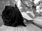 Picture for song 'DEAD ROSES' by artist 'Real Hits Productions'