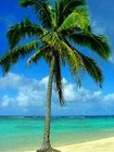 Picture for song 'Island Dream' by artist 'Reverend Rick'