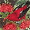 Picture for song 'Song of The Islands' by artist 'Rex Reynolds'