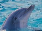 Picture for song '#110-Dolphin (1989)(archive tape)' by artist 'Rob Lincoln'