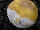 Picture for song '#251-My Deranged Clementine (2002)' by artist 'Rob Lincoln'