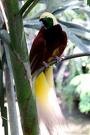 Picture for song '#261-Bird of Paradise alternate (2002)' by artist 'Rob Lincoln'