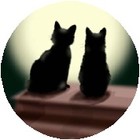 Picture for song '#92-Kitty Kat Hop (1988)' by artist 'Rob Lincoln'