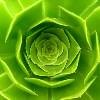 Picture for song 'Life's A Spiral' by artist 'Rodney Roach'