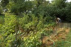 Picture for song 'Our Garden' by artist 'Sagacious Hag'