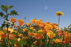 Picture for song 'Wildflowers (grow where they want to)' by artist 'Samantha Allen'